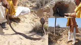 Spectacle Cobra Snake Hunting,Female Snake bite her Snakelet,sanp ka bacha