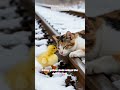 “Tiny Duck Saves Sleeping Cat on Train Tracks | Incredible Animal Rescue”#shorts #wildliferescue