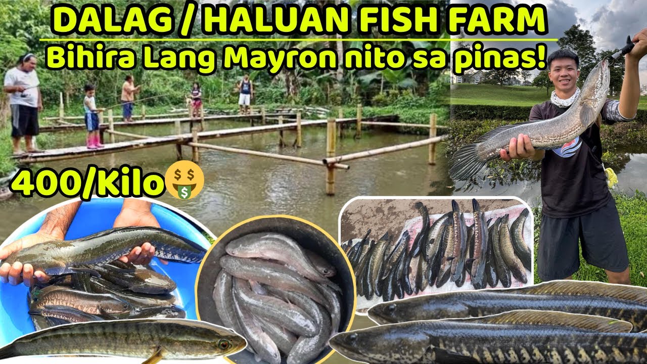 DALAG / HALUAN FARM, BiHira LANG MERON NITO SA PINAS - KAYA SURE ANG KITA