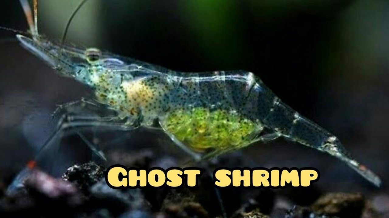 Pregnant ghost shrimp