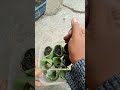 menyemai biji buncis#gardening #caramerawattanaman #budidayatanaman
