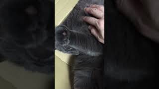 うちの猫のヘソテン by Susuki 4,611 views 1 year ago 2 minutes