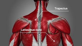Human Anatomy - Motion Graphic