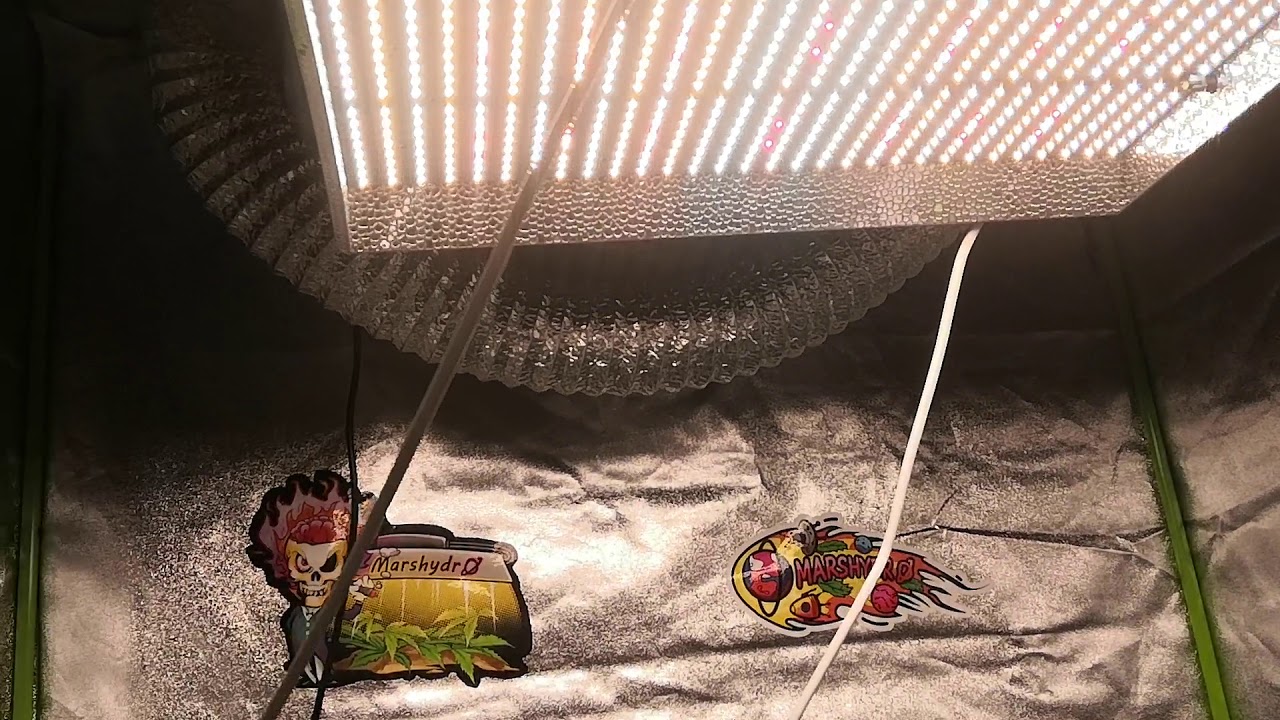 35 days veg under the mars hydro ts 3000