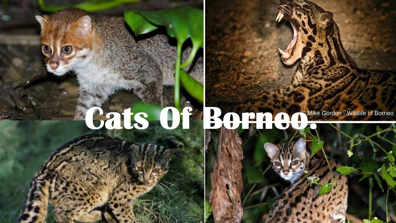 Cats Of Borneo - Borneo Wild Cats