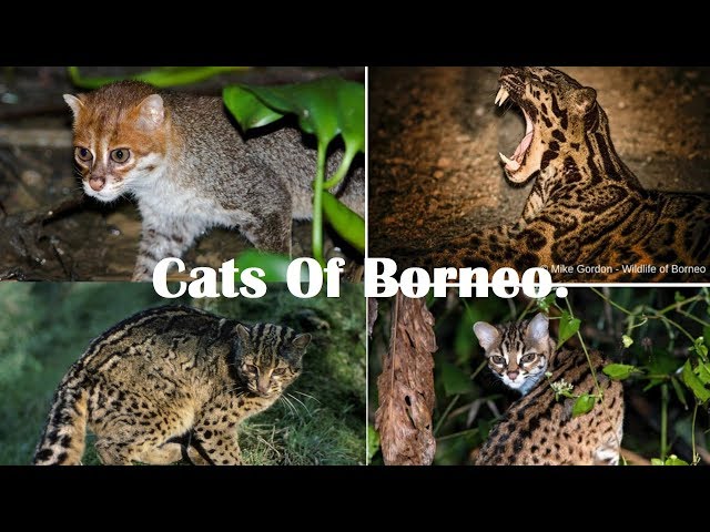 Cats Of Borneo - Borneo Wild Cats - YouTube