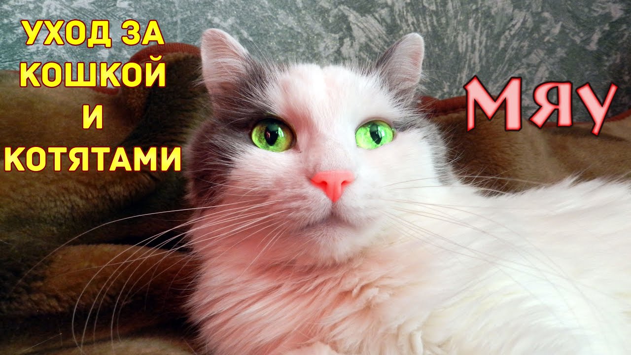 ЧЕМ МОЖНО КОРМИТЬ КОШКУ И ЧЕМ НЕЛЬЗЯ КОРМИТЬ КОШКУ. КАК УХАЖИВАТЬ ЗА ...
