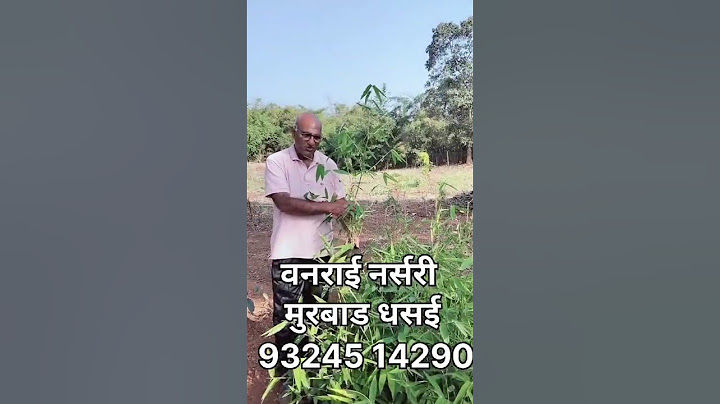 डोलो बांबू #all #agriculture #gardningtips #jackfruitchips #food #gardning #dhasaimurbad #fruit