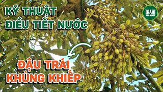 Sầu riêng điều tiết nước đúng cách - Đậu trái khủng khiếp | Trạm Nông Nghiệp