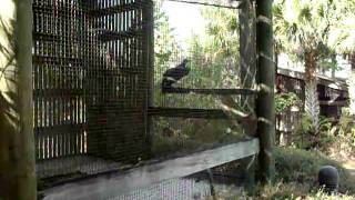 Audoubon of Florida Birds of Prey (pt 1)