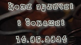 Прихистіть котика з вулиці і буде вам щастя 14.05.2024