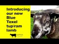 Our new Blue Texel ram lamb - Kips Farm