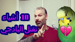 10 أخطاء ❌ كافية لتقتل طائرك دون أن تدري ?✋
