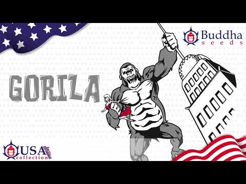 GORILLA BY BUDDHA SEEDS