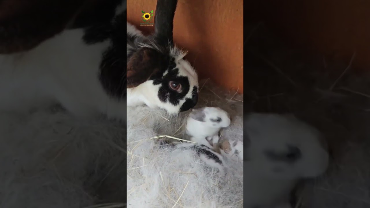 The Checkered Giant, known as Géant Papillon in French, is a breed of domestic rabbit 
