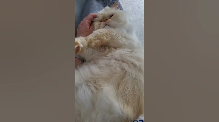 Watch the video about Sleepy Himalayan Persian Cat