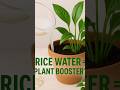 “Don’t Throw This Away – Your Plants Will Love It! 🌱 | Rice Water Fertilizer Hack” #garden