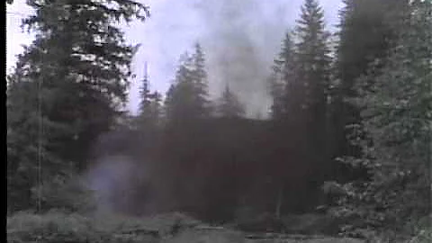 The Delicate Balance Between Predators and Prey in the Forest Ecosystem