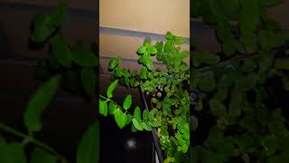 Мята с дачи на дачу #мята #mint #камрады