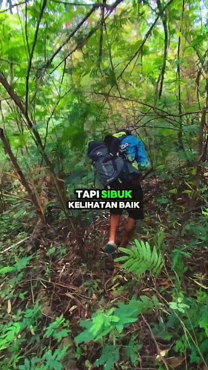 Masuk Hutan, Pulang Bawa Cerita #shortvideo #pendaki #motivasikerja #hiking #storywa #quotes