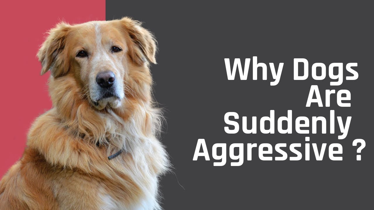 Why Dogs Suddenly Aggressive Understanding the Causes