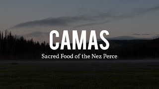 Camas: Sacred Food of the Nez Perce (Nimiipuu) | Documentary Film