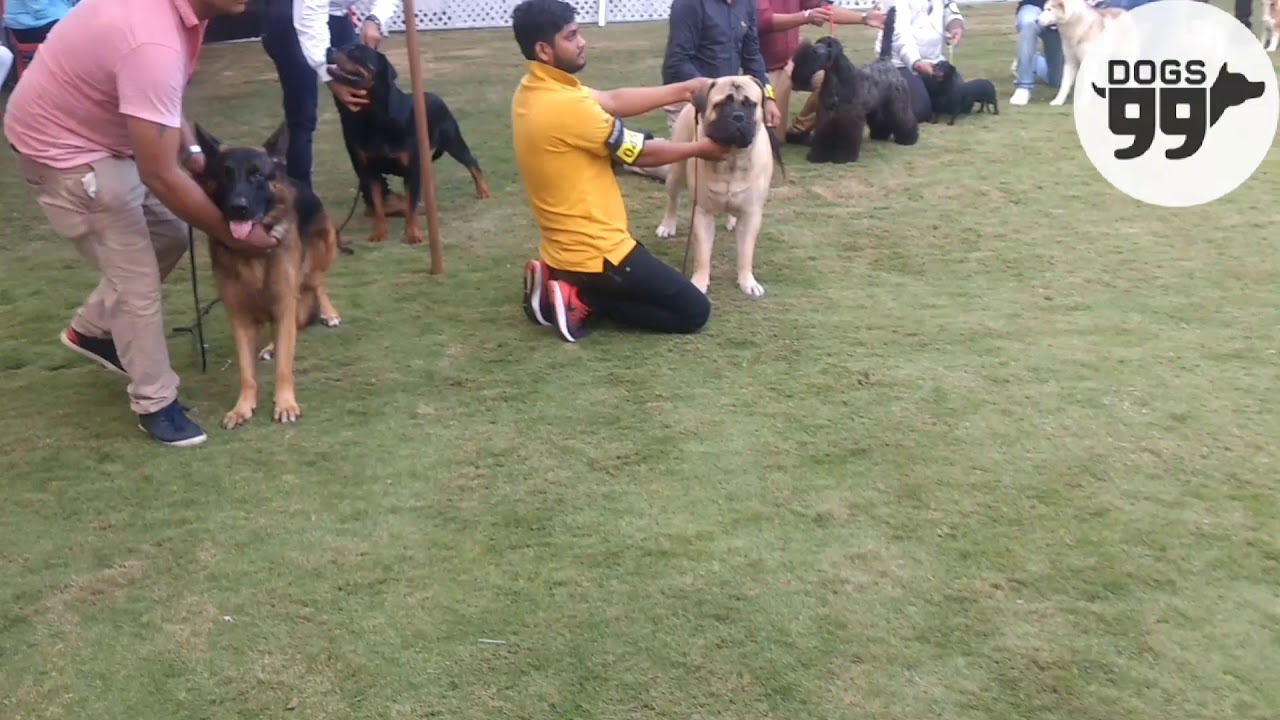 Jabalpur Dog Show LineUp Mrs. Ricky Gauws YouTube