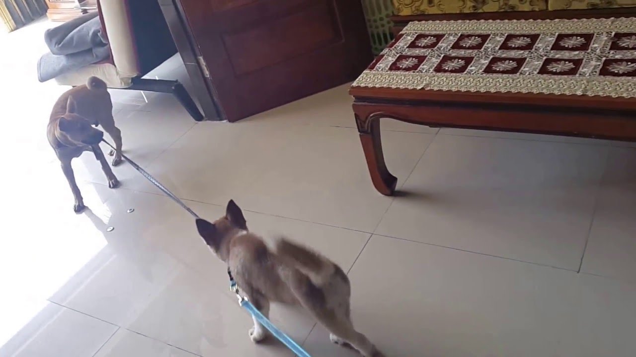 Siberian Husky Puppies Vs All Breads Anjing Kampung Youtube