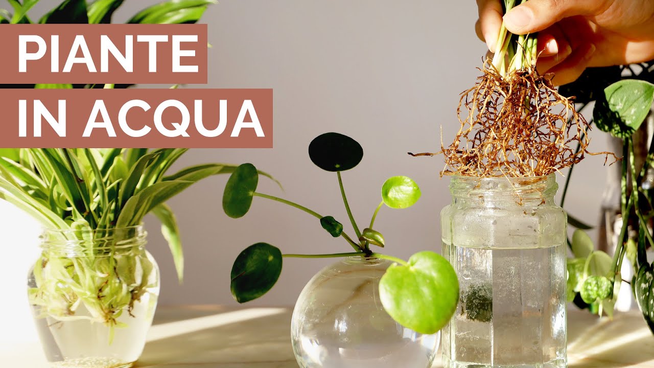 10 PIANTE perfette in IDROCOLTURA | da coltivare senza terra