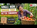 Single mother harvests tomatoes to sell - Gardening to grow vegetables