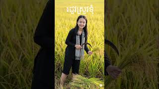 រដូវស្រូវទុំ - សុីនសុីសាមុត - ro dov srov tum