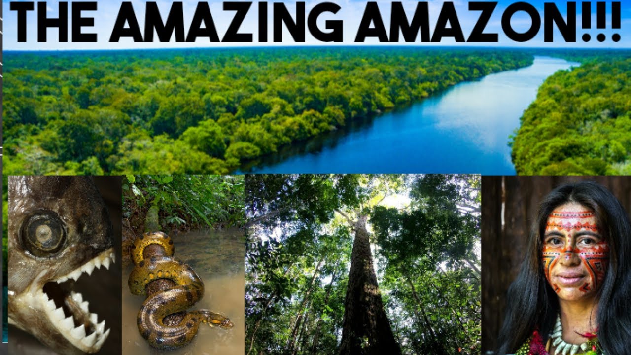 #saveamazonforest