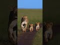 🦁 Cute Lion Cubs Running with Mom! #shorts