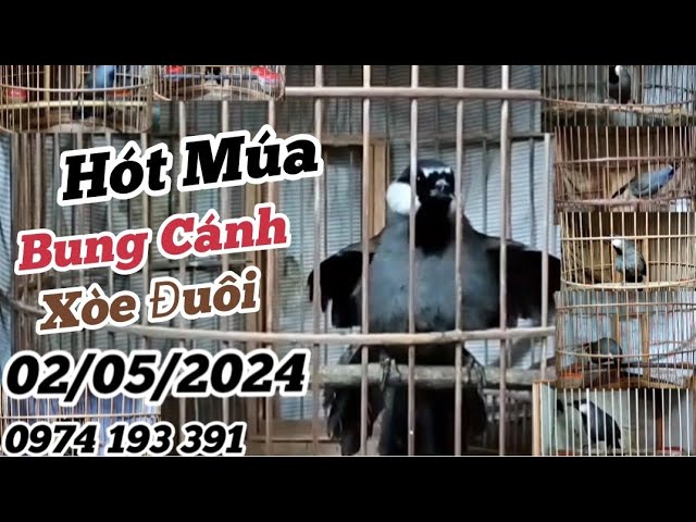 02/05/2024 Lên Tiếp Lô Chim 9 Em Khướu Bổi Lỡ Hót Múa Tố Chất. mời các Bác cùng kết nối 0974 193 391 class=