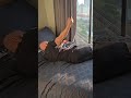 Sleeping on a Cloud, Start Supporting Your Back! 🧱🛌 #SleepHacks #BackPainRelief #BedroomMakeover