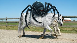 HEROIC RESCUE TEAM Brave Men Save Mother Horse from Giant Spider Web