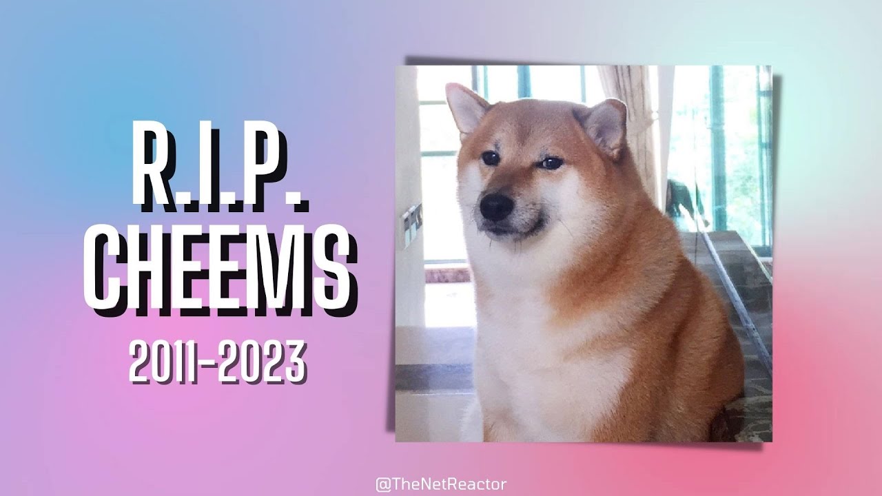 R.I.P. Cheems - Ball Ball - Balltze - Meme Dog Passed Away