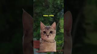 How Introverts Try to End a Conversation 😂 (CAT MEMES🐈) @patrondavide @callmedidi_official