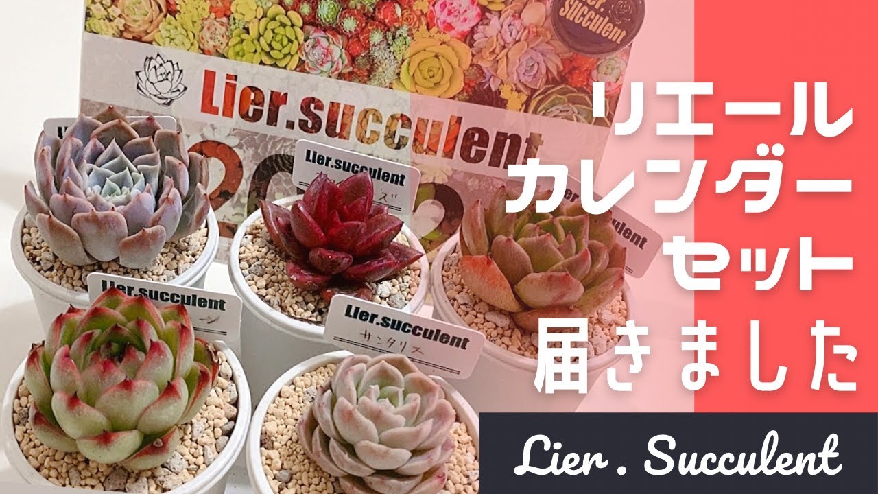 70 リエールカレンダーセット2022開封(多肉植物/韓国苗)Lier.Succulent
