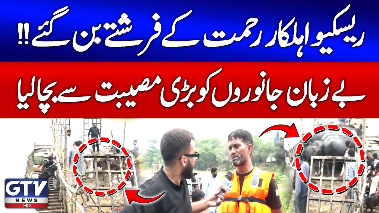 Rescue Workers Save Animals from Flood Disaster | Punjab Flood Updates |  GTV Digital