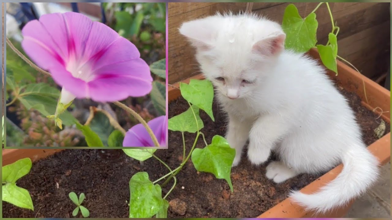 زراعة زهرة فنجان القاضي morning glory