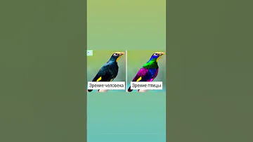 Как видят мир птицы? 🦅 #биология #егэ #егэ2023 #огэ #biology #shorts
