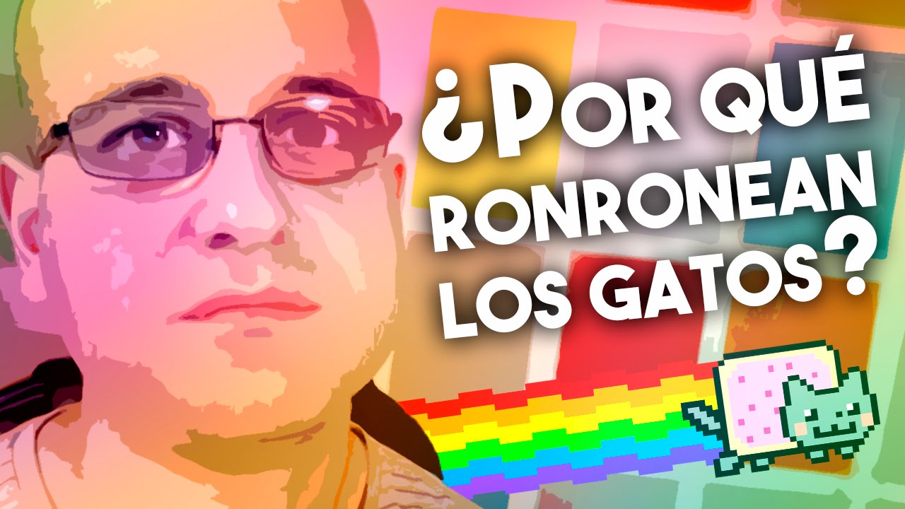 ¿Por qué ronronean los gatos? - #Curiosidades - La red de Mario humor or humour