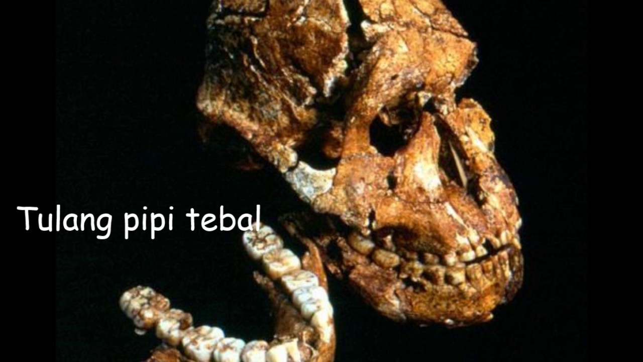 Meganthropus Alchetron The Free Social Encyclopedia Meganthropus Alchetron The Free Social Encyclopedia