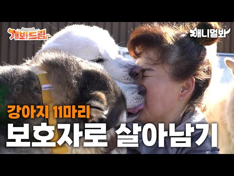 반려견 11마리 보호자로 살아남기ㅣHow To <strong>Live</strong> As A <strong>Butler</strong> With 11 Doggos
