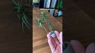 Making a Miniature Dracaena Plant