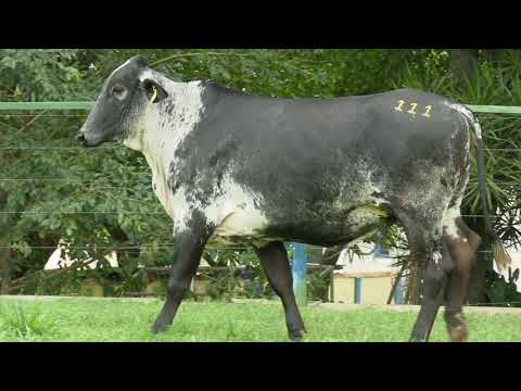 LOTE 111   23º LEILÃO GIROLANDO FAZENDA SANTA LUZIA