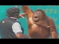 قرد ذكي يقدم عرض مضحك جدا هههههههههه قرد ذكي يقدم عرض مضحك جدا هههههههههه