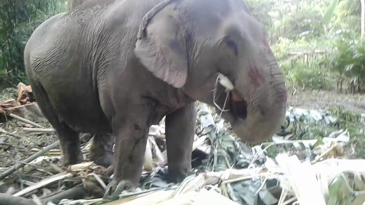 Elephant Eating Banana TreeEnjoy The Video YouTube