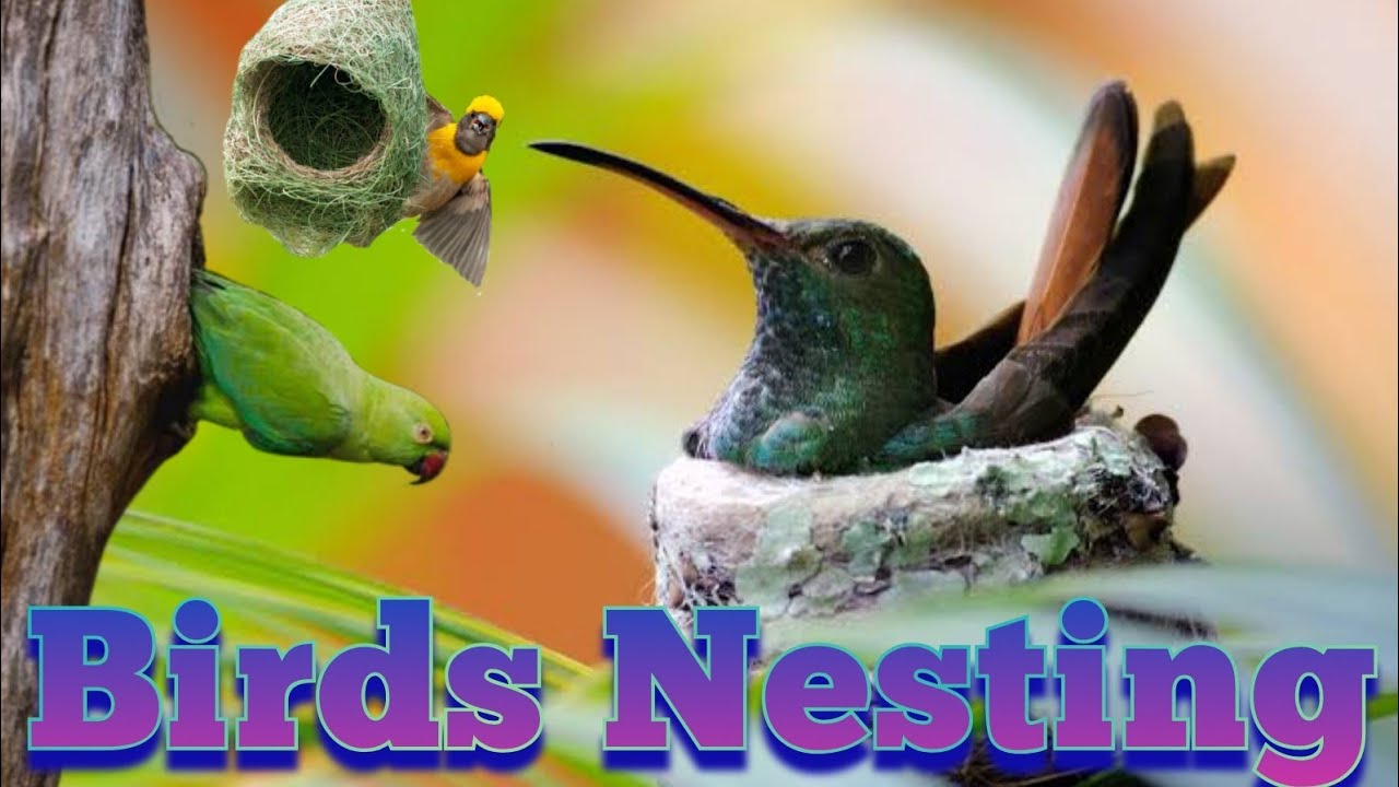 Beautiful Birds Nesting - YouTube